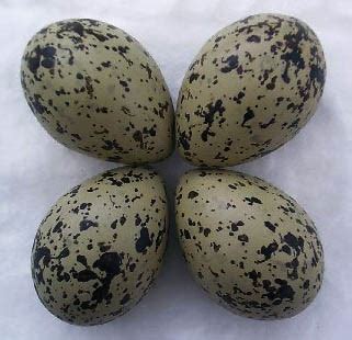 Fertile chicken eggs take 21 days to hatch. . Fertile raven eggs for sale uk